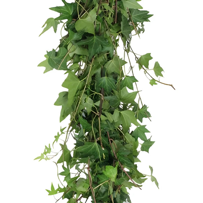 Green Ivy Budget Fresh Cut Garland